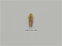 藏品(夜蛾科)的圖片